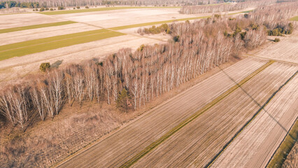 Pattern of bare tree trunks in woodland