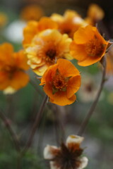 Obraz premium beautiful flowers of Geum coccineum in the garden, close up photo