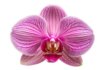 Fototapeta premium Close up view of a lovely orchid blossom bloom isolated on transparent background.