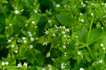 コハコベの群生