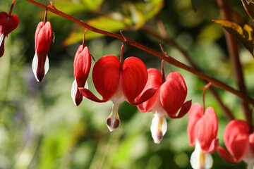 Lamprocapnos spectabilis, commonly known as bleeding heart or Asian bleeding heart