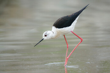 Wildlife - Birds. Black-winged stilt (Himantopus himantopus) They live in freshwater areas, lake edges and sea shores. They feed on insects, small crustaceans, small fish and their eggs.