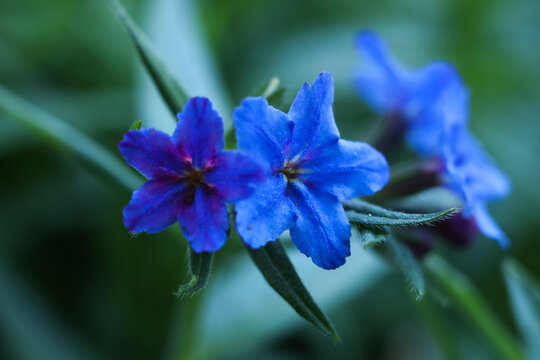 Aegonychon purpurocaeruleum, commonly known as the purple gromwell ,macro photo