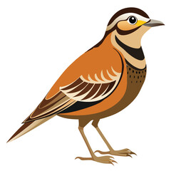 Obraz premium Skylark-bird-isolated-on-white background. 