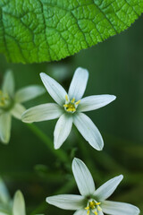 Ornithogalum umbellatum, the garden star-of-Bethlehem, grass lily, nap-at-noon, or eleven-o'clock lady flowers in the spring garden, close up photo