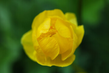 beautiful yellow Trollius europaeus, the globeflower, in the garden