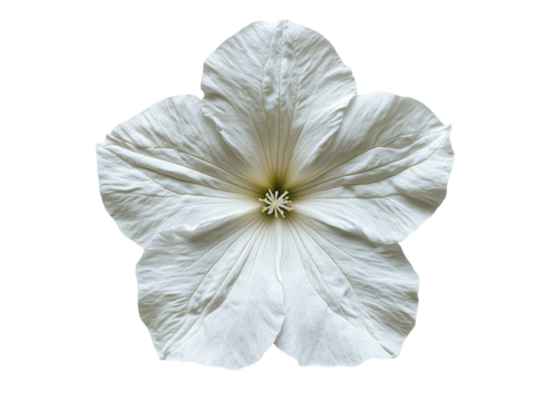 freigestellte Platane