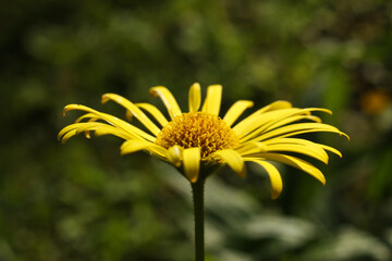 Doronicum orientale ´Little Leo´ flowers	