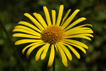 Doronicum orientale ´Little Leo´ flowers	