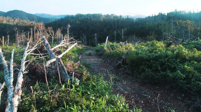 West Sakhalin Mountains. hill country. Rolling old mountains on Sakhalin Island are covered with silver fir-spruce taiga forest. Stone birch (Betula ermanii crook-stem forest on pass, subalpine zone