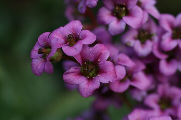 beautiful pink flowers of bergenia crassifolia in the garden