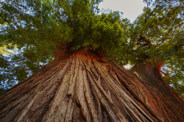 California redwood tree (Sequoia sempervirens) with its thick brown bark, view from below, California, United States