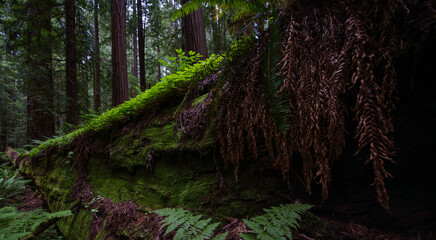 Giant California redwood tree trunk (Sequoia sempervirens) with mosses, ferns and clover in Founders Grove, Humboldt Redwoods State Park, California, United States