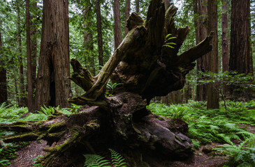 Fallen tree trunk of a California redwood (Sequoia sempervirens) in Founders Grove, Humboldt Redwoods State Park, California, United States