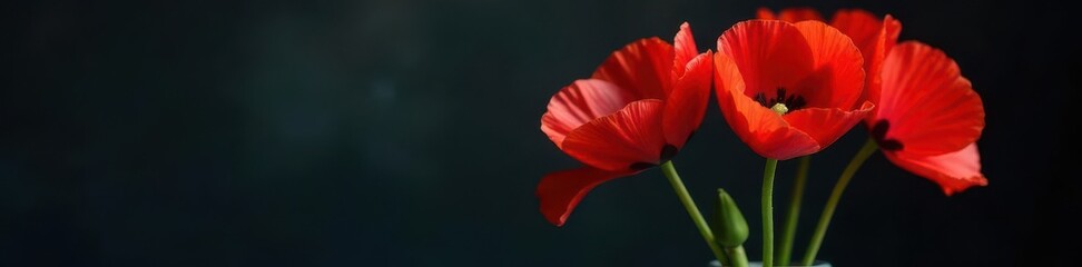 Obraz premium Crimson poppies in elegant vase, dark backdrop, black, shadow