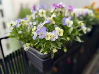 Colourful mixed Viola Cornuta pansy flowers in decorative flower pot in balcony terrace garden