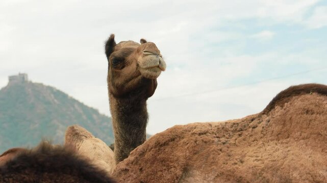 Camels at the Pushkar Fair, also called the Pushkar Camel Fair or locally as Kartik Mela is an annual multi-day livestock fair and cultural held in the town of Pushkar Rajasthan, India.