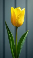 Naklejka premium Yellow tulip with rain drops, gray plank backdrop, rain, simple