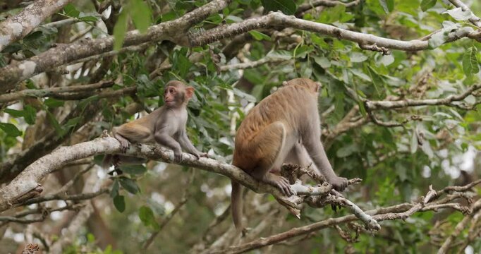 Macaques in nature. Macaques constitute a genus (Macaca) of gregarious monkeys. Macaques are found in a variety of habitats throughout the Asian continent and are highly adaptable.