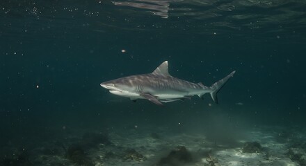 Ocean's Shadow: A Reef Shark's Silent Glide AI Generated