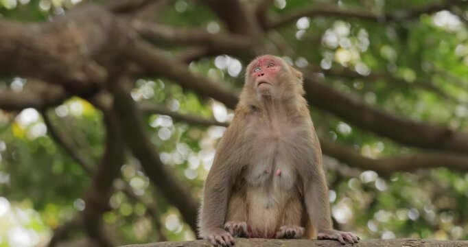 Macaques in nature. Macaques constitute a genus (Macaca) of gregarious monkeys. Macaques are found in a variety of habitats throughout the Asian continent and are highly adaptable.