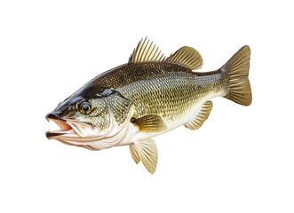 Fototapeta premium Largemouth bass