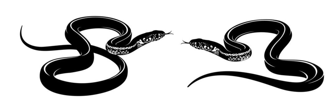 snake vector illustration on white background 7