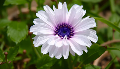 Obraz premium Close Up Of Beautiful White Flower With Purple Center