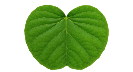 Green heart shaped leaf isolated on white background