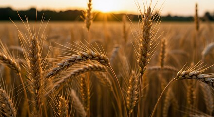 Fototapeta premium Wheat Field at Sunset
