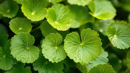 Close up of Gotu kola, vibrant green leaves with water droplets.
