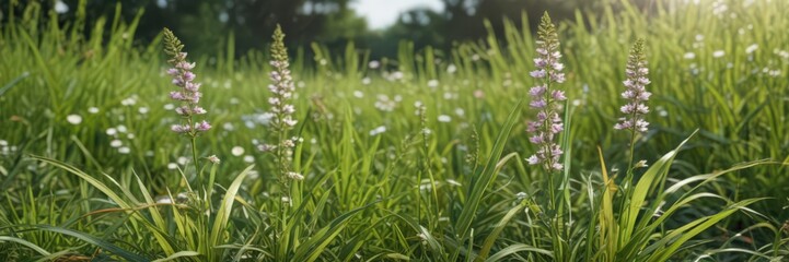 Obraz premium Close-up of flowering plants emerging from lush June grass, stock, detail, june