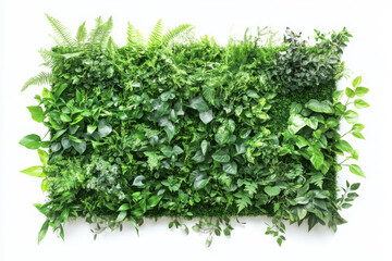 Obraz premium Green foliage wall decoration display on white background
