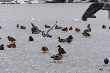 Winter landscape with frozen lake and birds, reeds covered with hoarfrost, misty weather