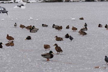 Winter landscape with frozen lake and birds, reeds covered with hoarfrost, misty weather