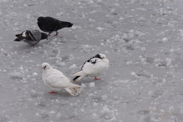 pigeon on frozen pond near to dry reeds covered with snow