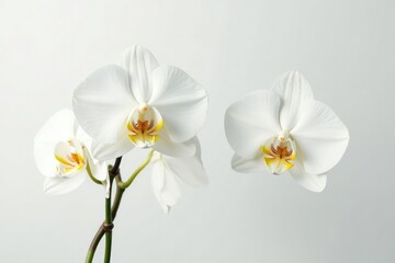 Delicate white orchid blossom against pure white backdrop, design, art
