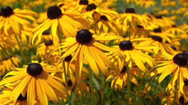 Black-eyed susan blooming in the garden. Scented, yellow, natural rudbeckia field flying bee.