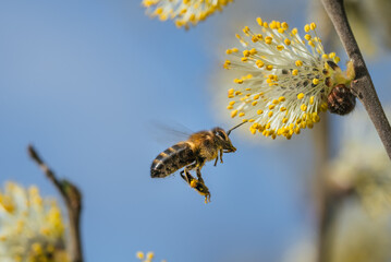 Honey bee flying gracefully towards a pussy willow flower, collecting pollen under a bright blue sky on a sunny spring day, showcasing the beauty of nature and pollination