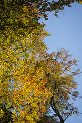 Autumn leaf tree colorful leafs with bright blue sky in the background, North Rhine-Westphalia, Germany