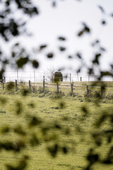 Horse eating on an agricultural field with wooden fences bright green grass and dark leaf pattern...