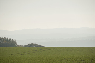 Fototapeta premium Soft fog over hilly background with bright green young wheat grass with some trees on the left side, North Rhine-Westphalia, Germany
