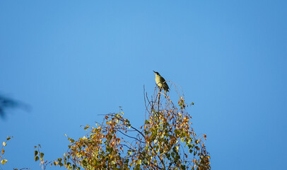 Side view of European green woodpecker (Picus viridis) on top of a birch tree looking upwards showing off its long beak, North Rhine-Westphalia, Germany