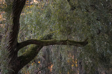 Close up of a moody and dark Babylon willow or weeping willow tree (Salix babylonica) on a dark...