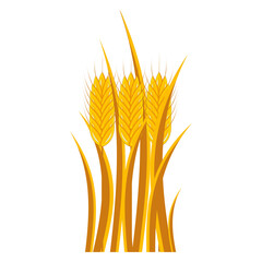 Bouquet of golden wheat ears on a white background. 