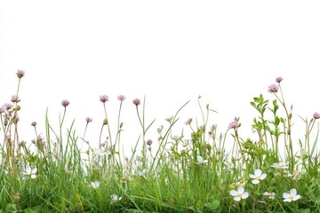 Fototapeta na wymiar Vibrant wildflowers in grassy meadow
