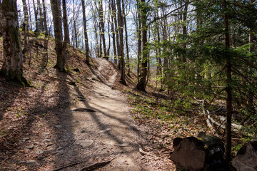 Scenic view of a winding hiking path through a lush forest, sunlight filtering through the trees, showcasing early spring foliage and shadows on the ground.