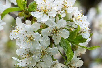 Obraz premium Cherry blossoms blooming in spring season at a garden
