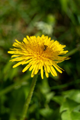 Bright yellow dandelion blooming in a green grassy field