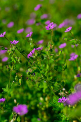 A patch of the tiny purple spring wildflower dove's-foot crane's-bill, or dovesfoot geranium,...